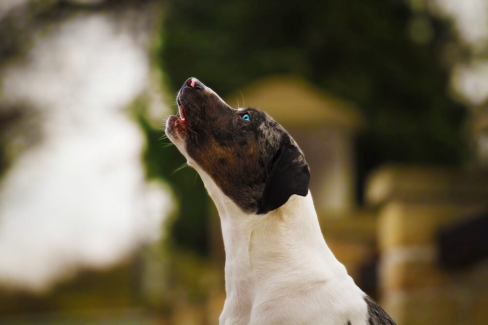 Chien de profil en train de hurler