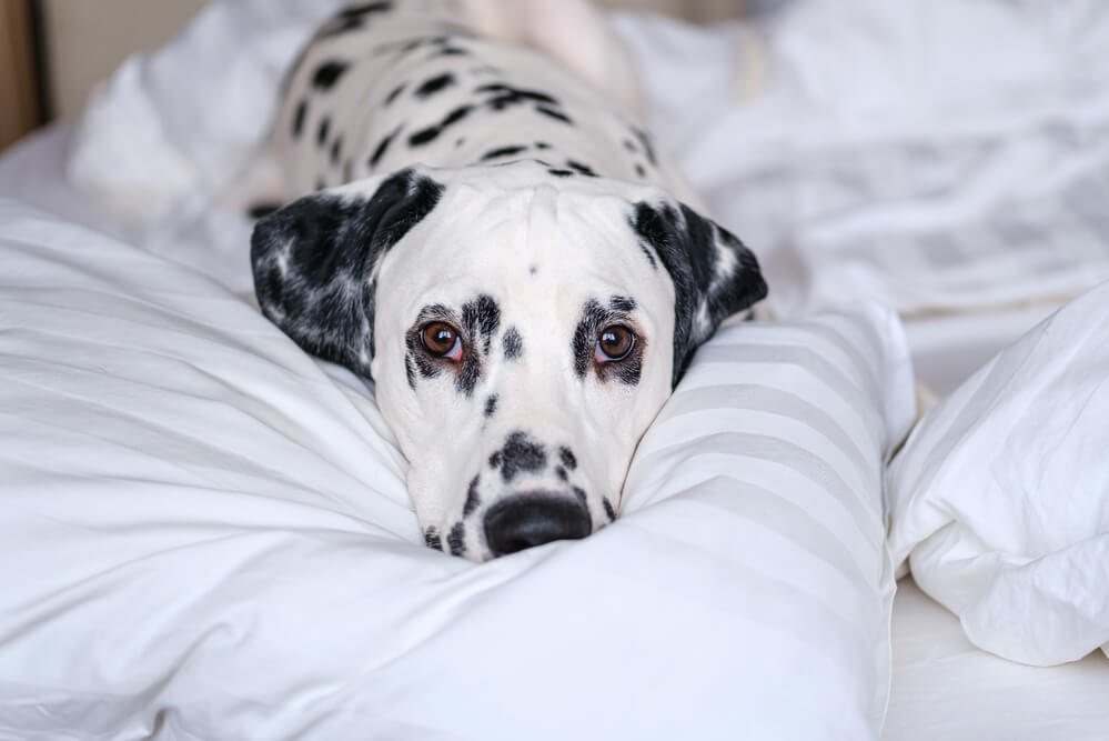 Un Dalmatien allongé sur un lit