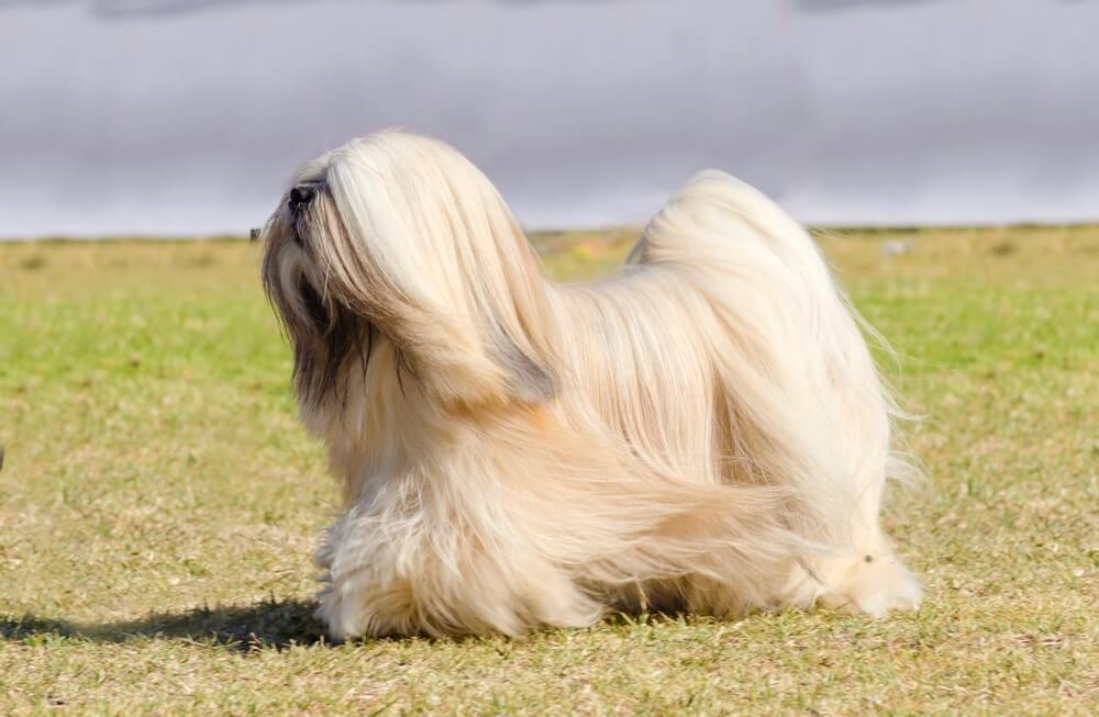 Lhassa Apso blanc dans un champ