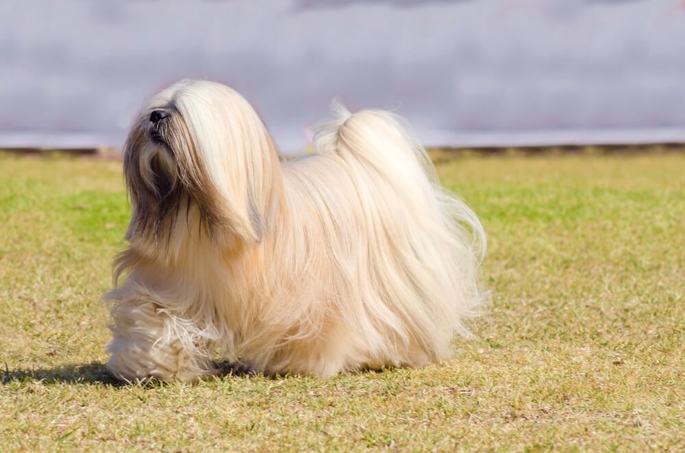 Lhassa Apso