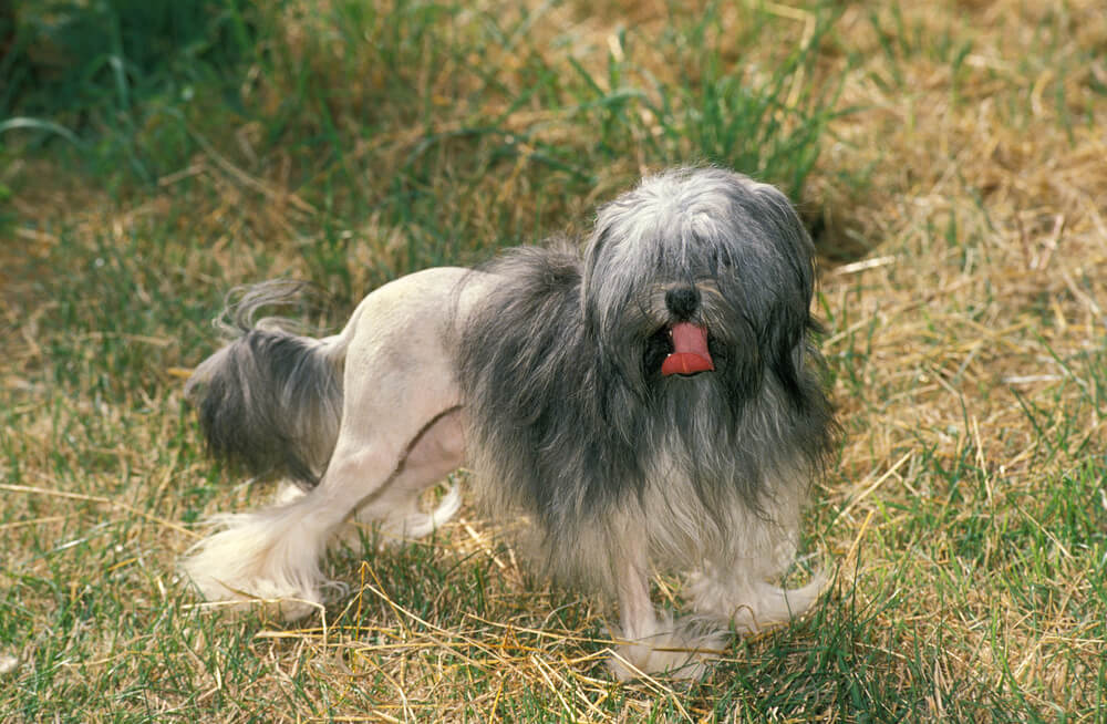Petit Chien Lion de profil