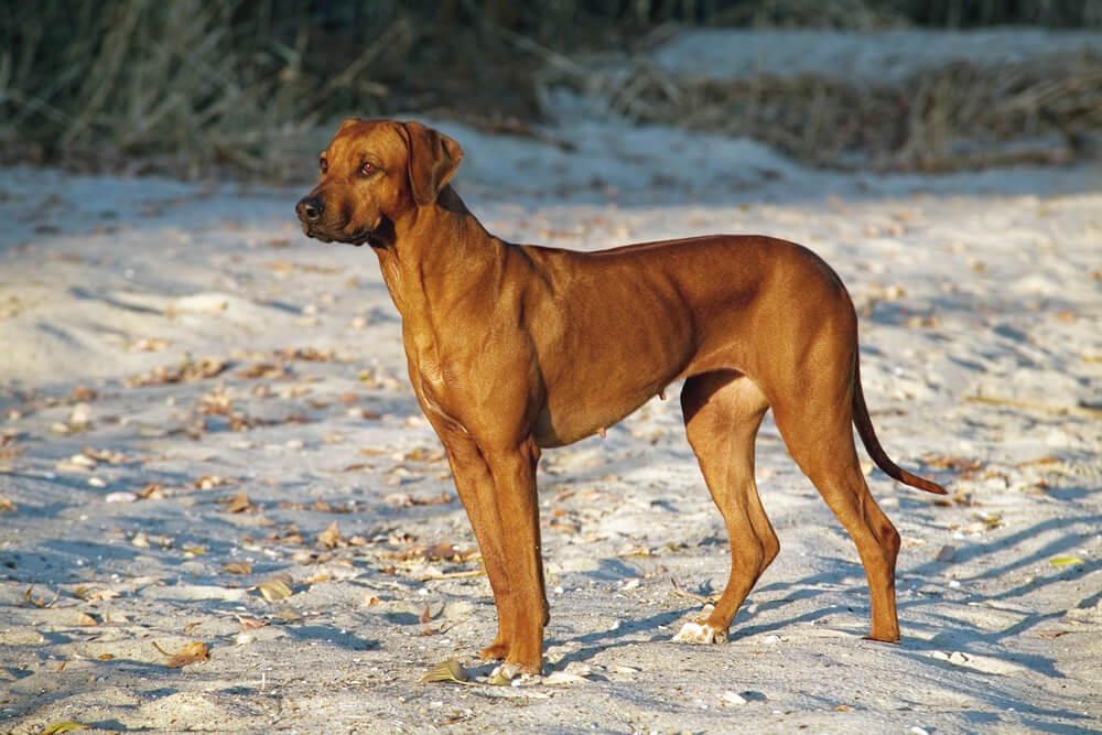 Rhodesian Ridgeback sur une plage