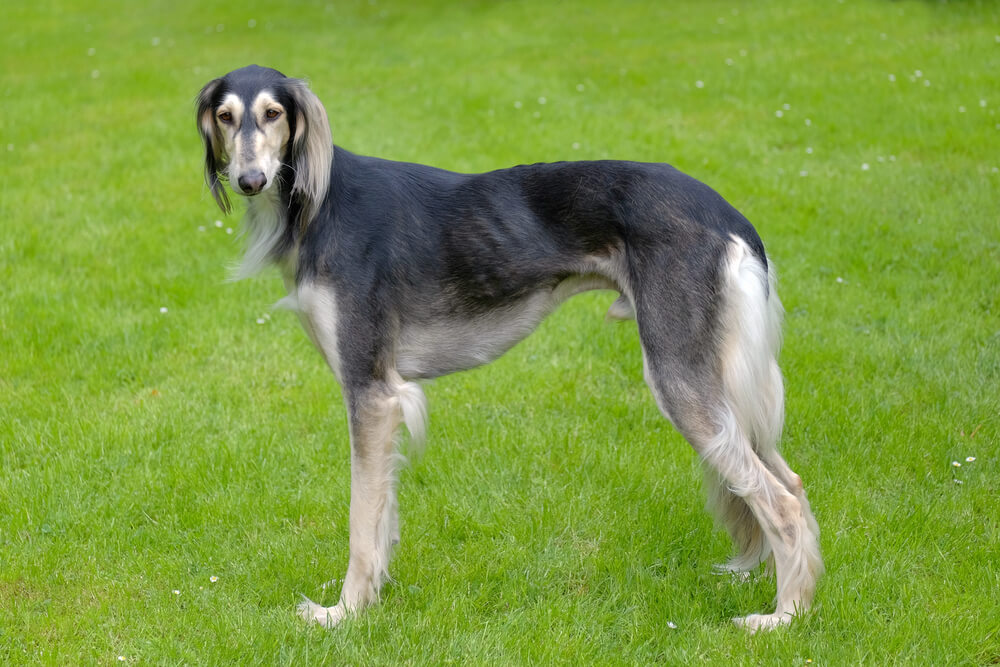 Saluki en extérieur
