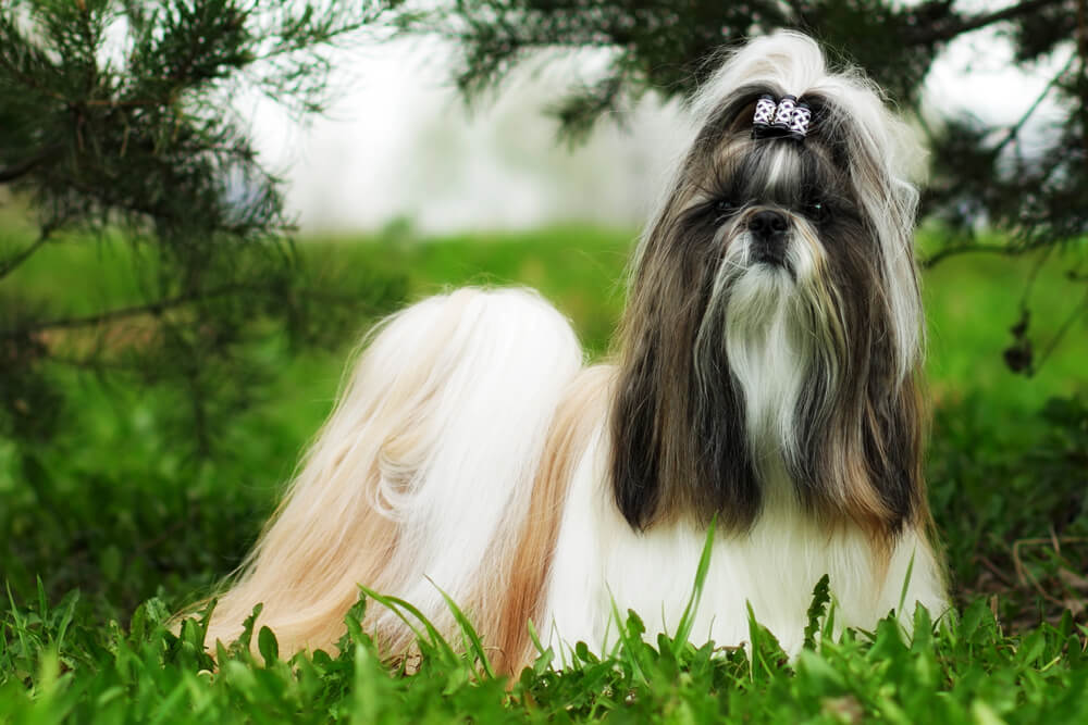 Shih Tzu dans la forêt