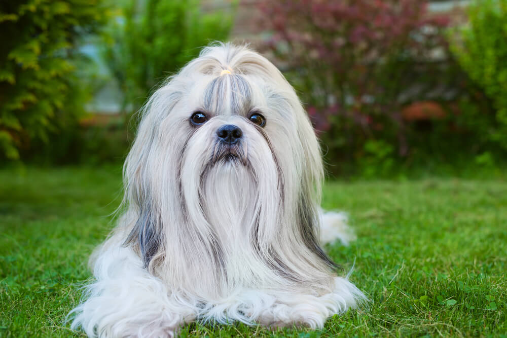 Shih Tzu