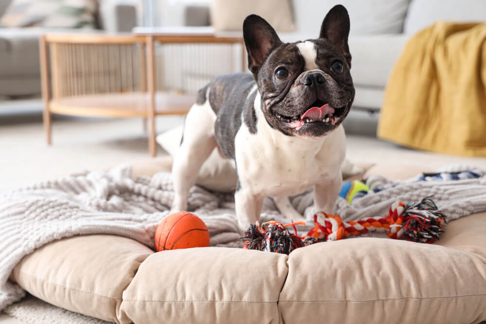 Un Bouledogue Français sur son coussin avec des jouets