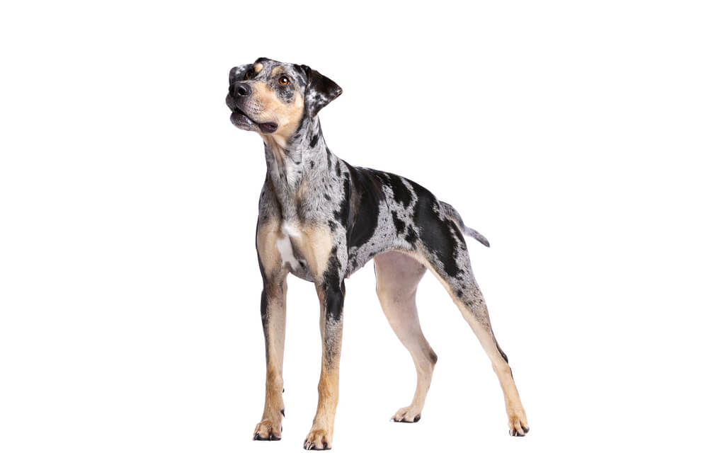 Un Chien Léopard Catahoula de profil sur fond blanc