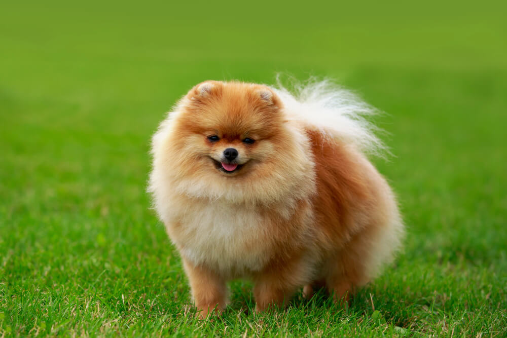 Spitz Nain dans l'herbe