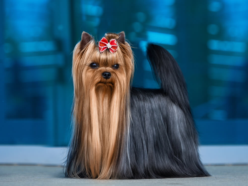 Yorkshire Terrier debout avec un nœud rouge sur la tête