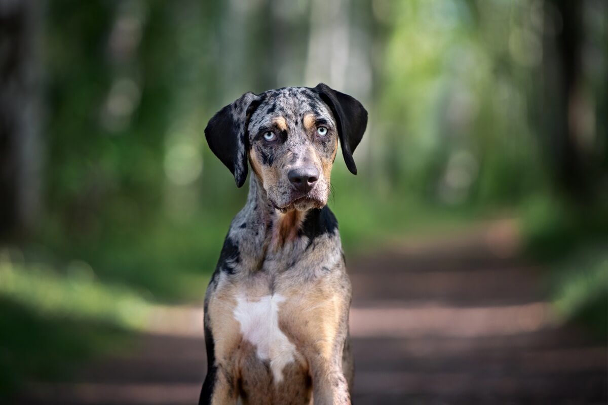 chien léopard catahoula