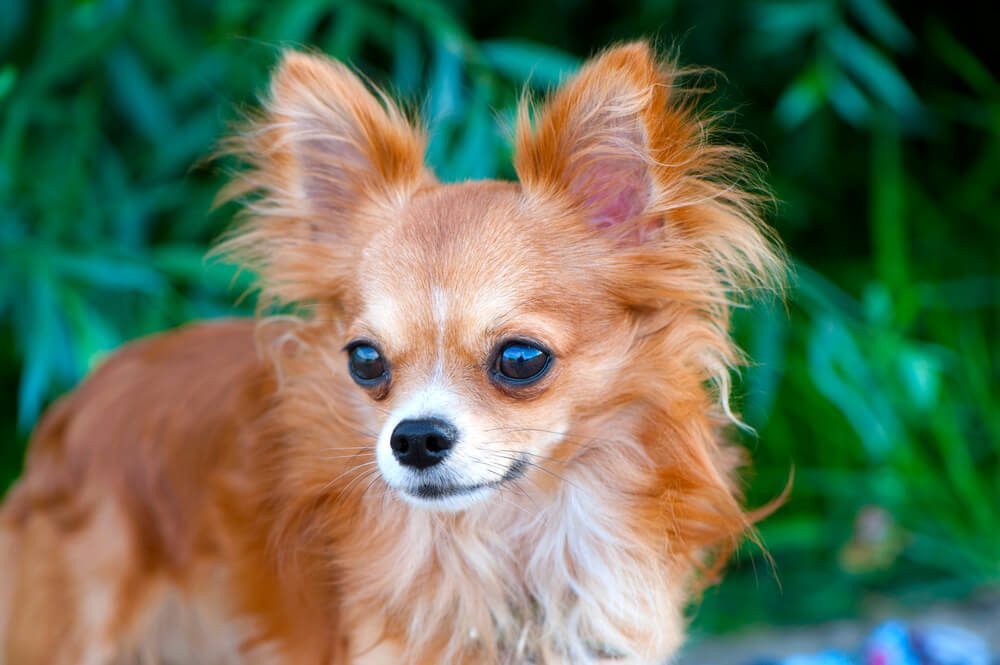 Portrait d'un Chihuahua à poils longs marron