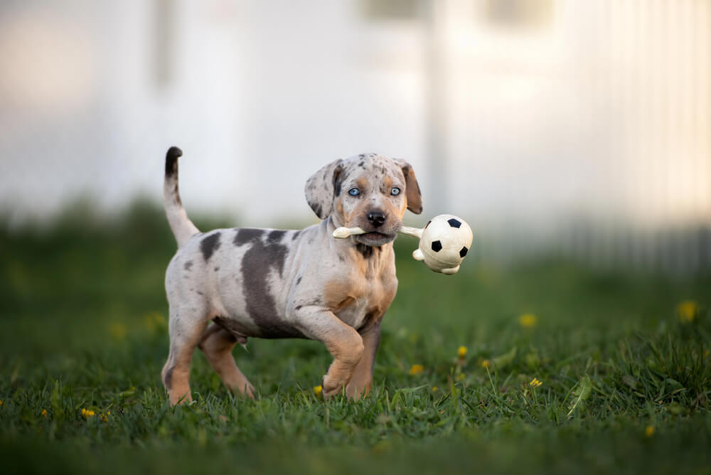 Un chiot Léopard Catahoula avec un jouet dans la bouche
