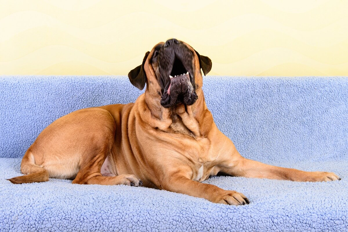 mon chien aboie quand je pars causes et solutions