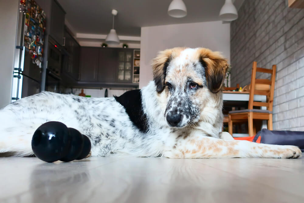 Un chien allongé qui regarde attentivement un Kong