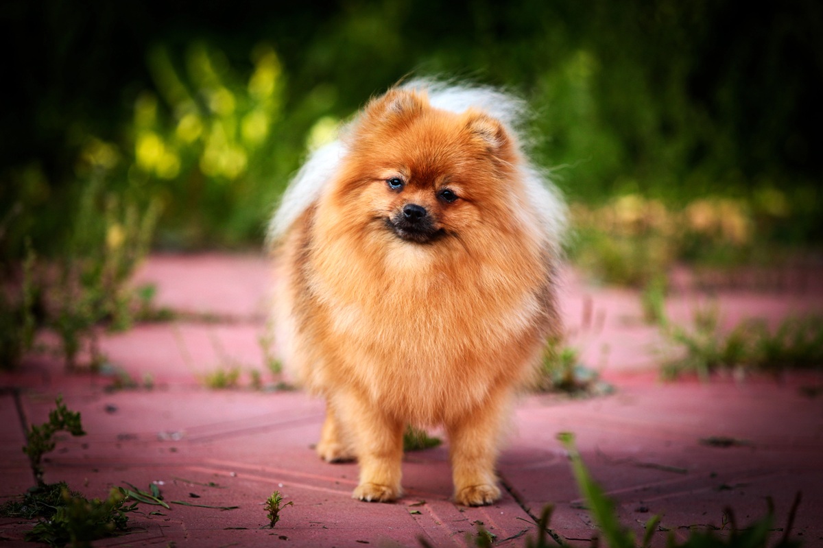 petit chien à poil long top 15