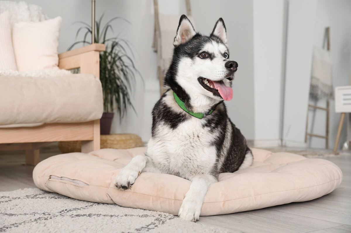 pourquoi mon chien gratte son panier