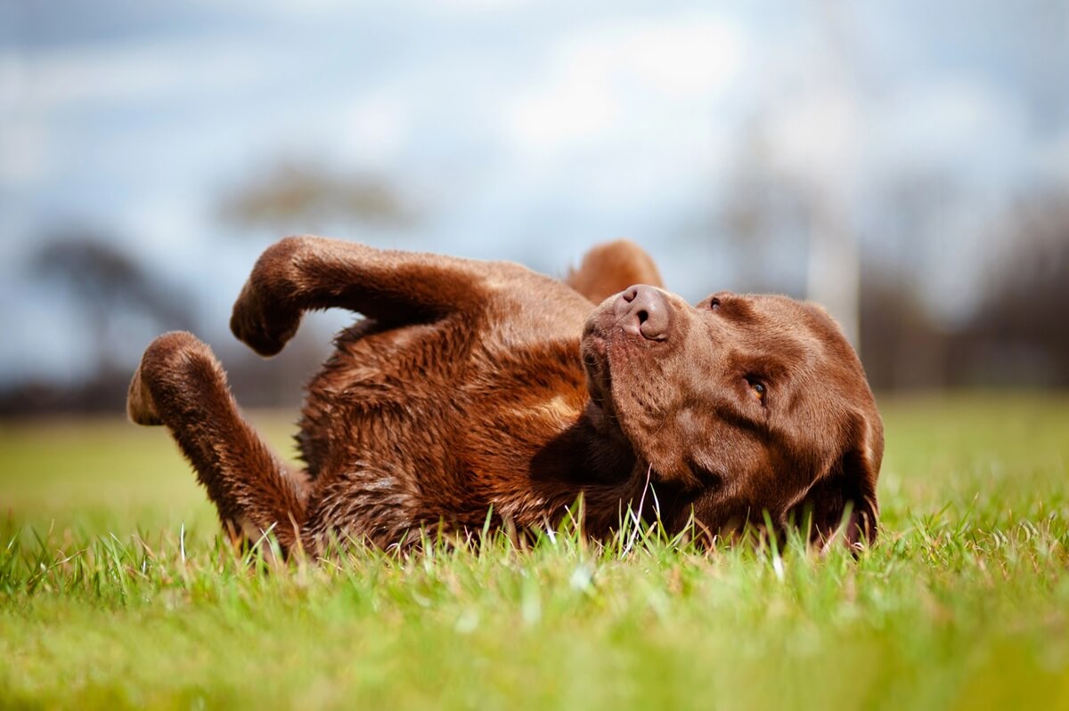 pourquoi mon chien se roule dans le caca