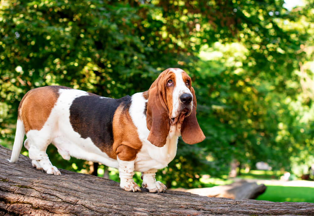 Basset Hound sur un tronc d'arbre