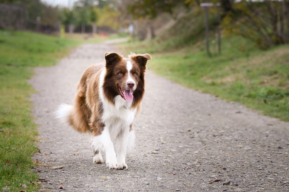 Border Collie marron et blanc qui marche sur une route