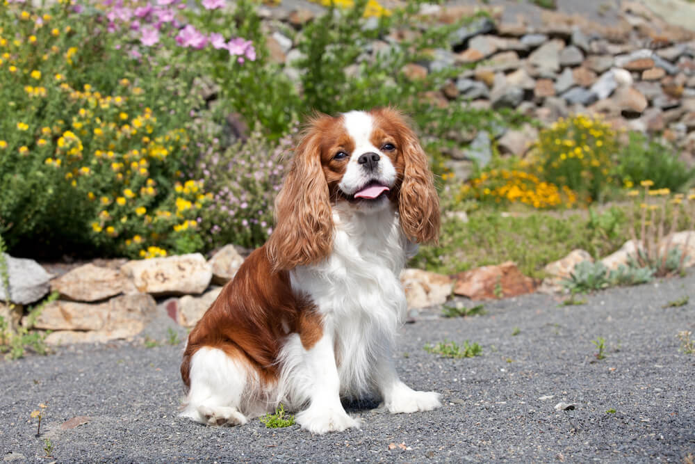 Cavalier King Charles Spaniel assis