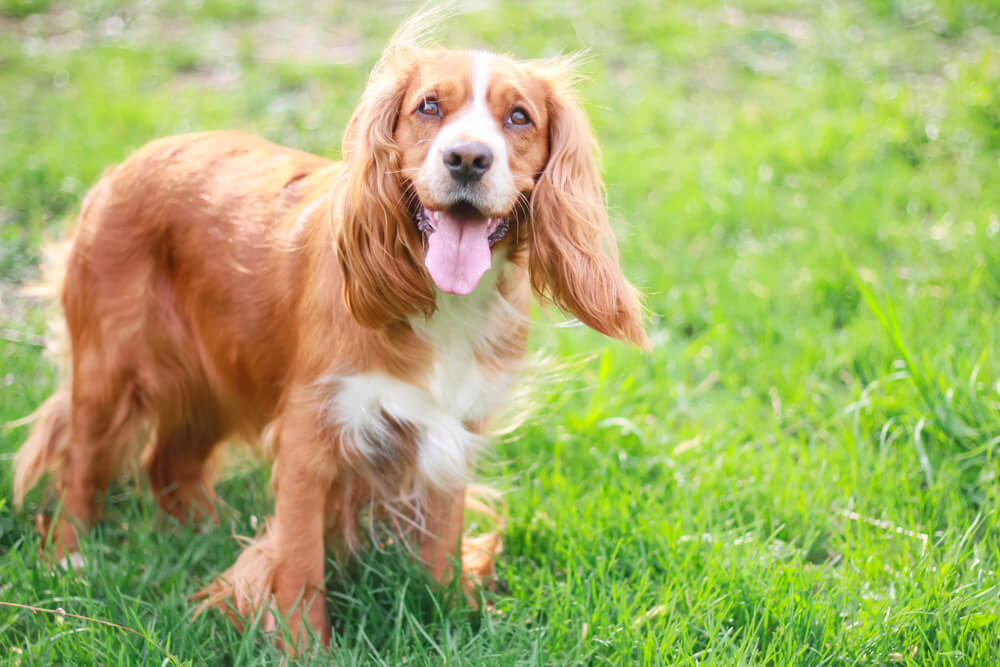 Cocker Anglais dans l'herbe