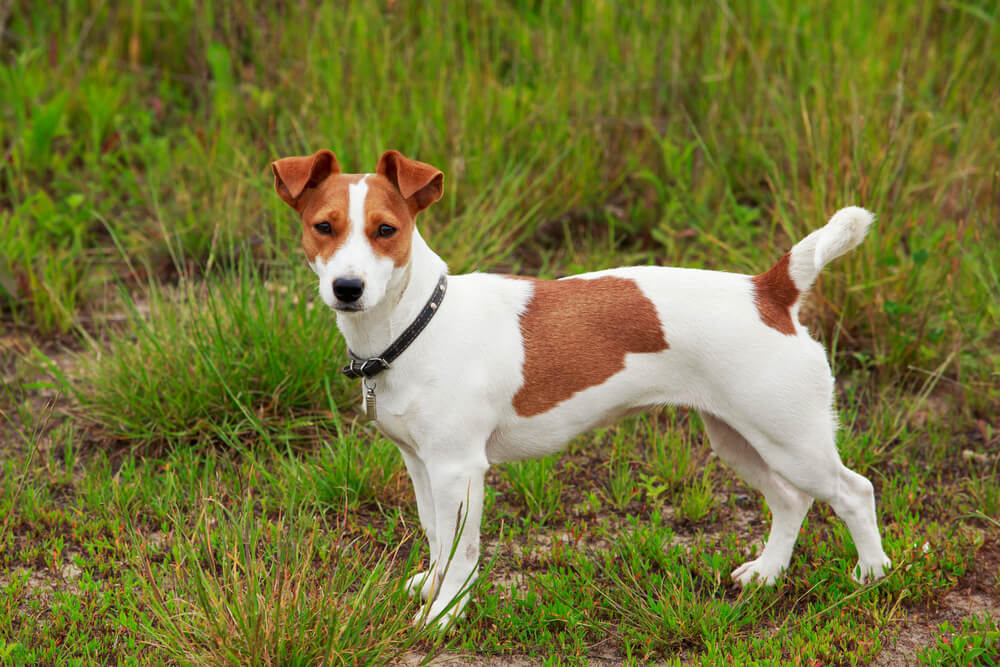 Jack Russell Terrier de profil