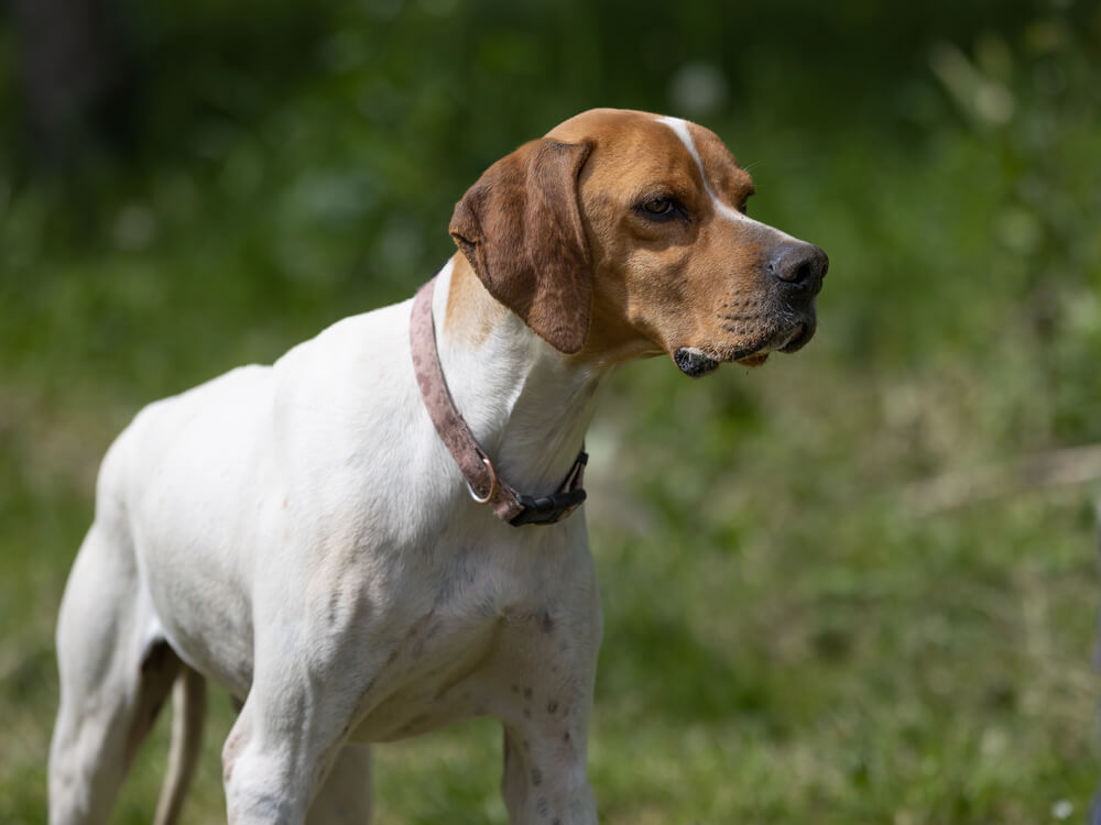 Pointer Anglais dans la forêt