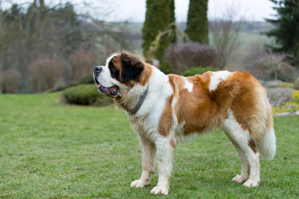 Saint-Bernard de profil