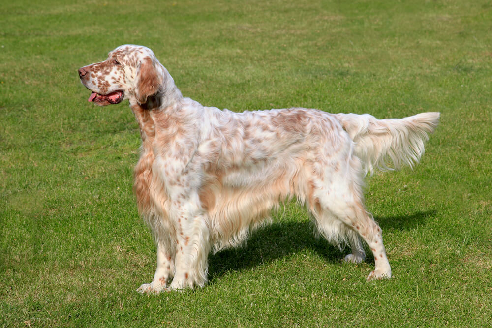Setter Anglais de profil