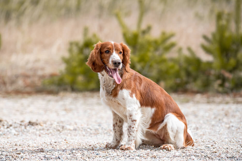 Welsh Springer Spaniel assis sur une plage