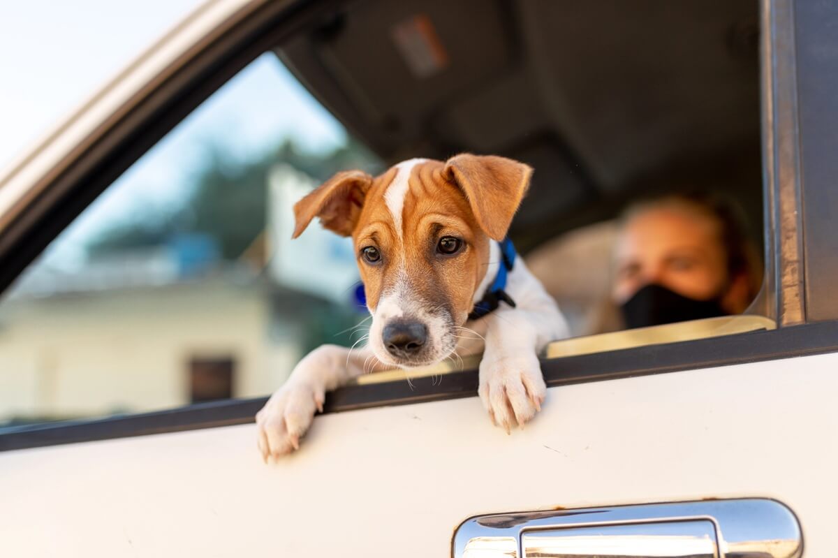 Chien malade en voiture : les causes et solutions