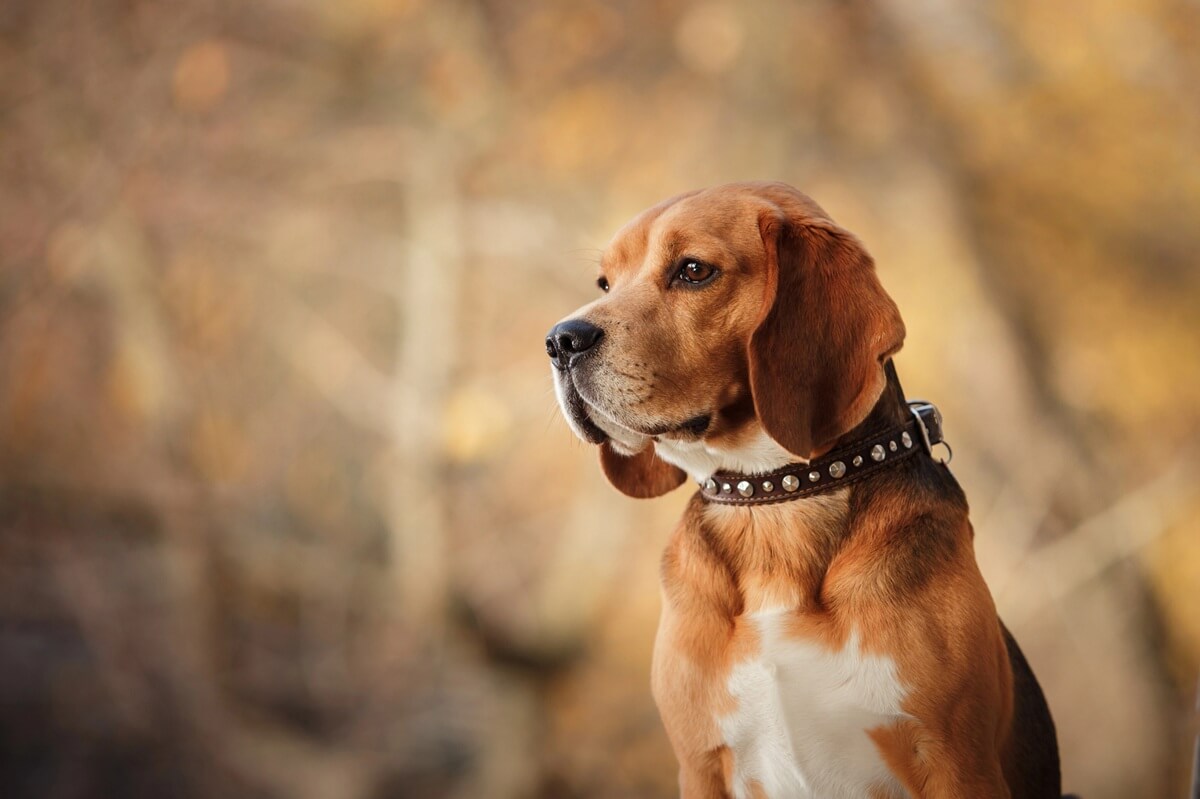 chien marron blanc top 15 des races
