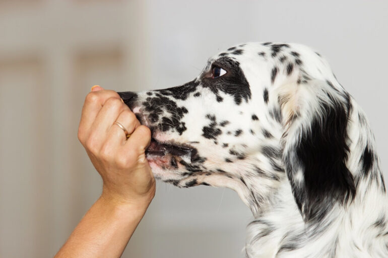 mon chien ne mange que dans ma main causes et solutions