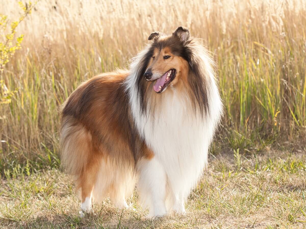 Chien Lassie