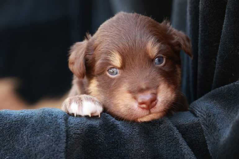 à quel âge les chiots ouvrent les yeux