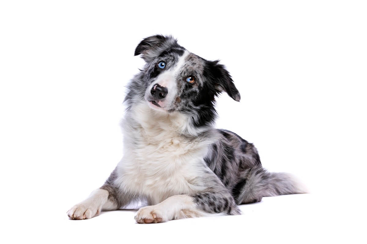 border collie bleu merle