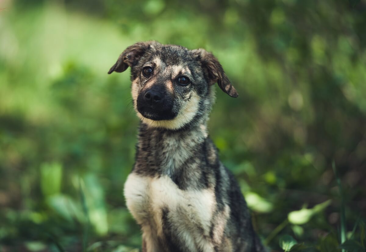 Héroïque : un chiot de 5 mois sauve 67 villageois d’une coulée de boue dévastatrice
