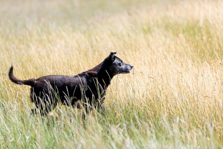labrador croisé malinois