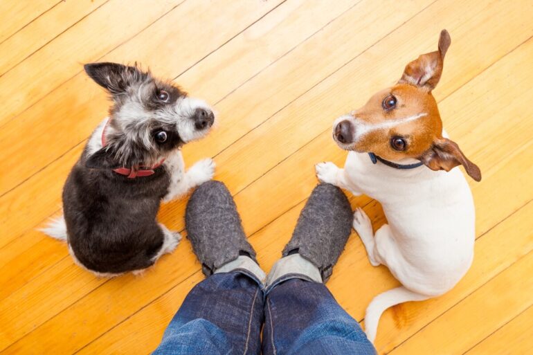 Pourquoi mon chien me colle plus que d'habitude