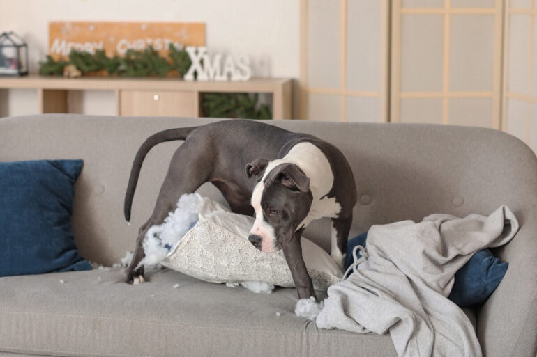 pourquoi mon chien gratte le canapé