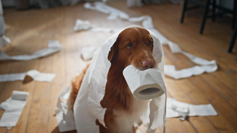 À quel âge un chien s'assagit-il
