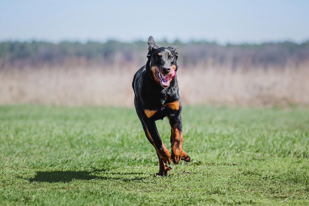 Beauceron qui court dans l'herbe
