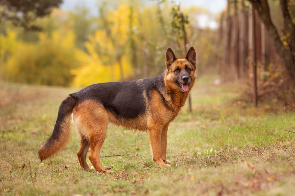Berger Allemand de profil dans un parc
