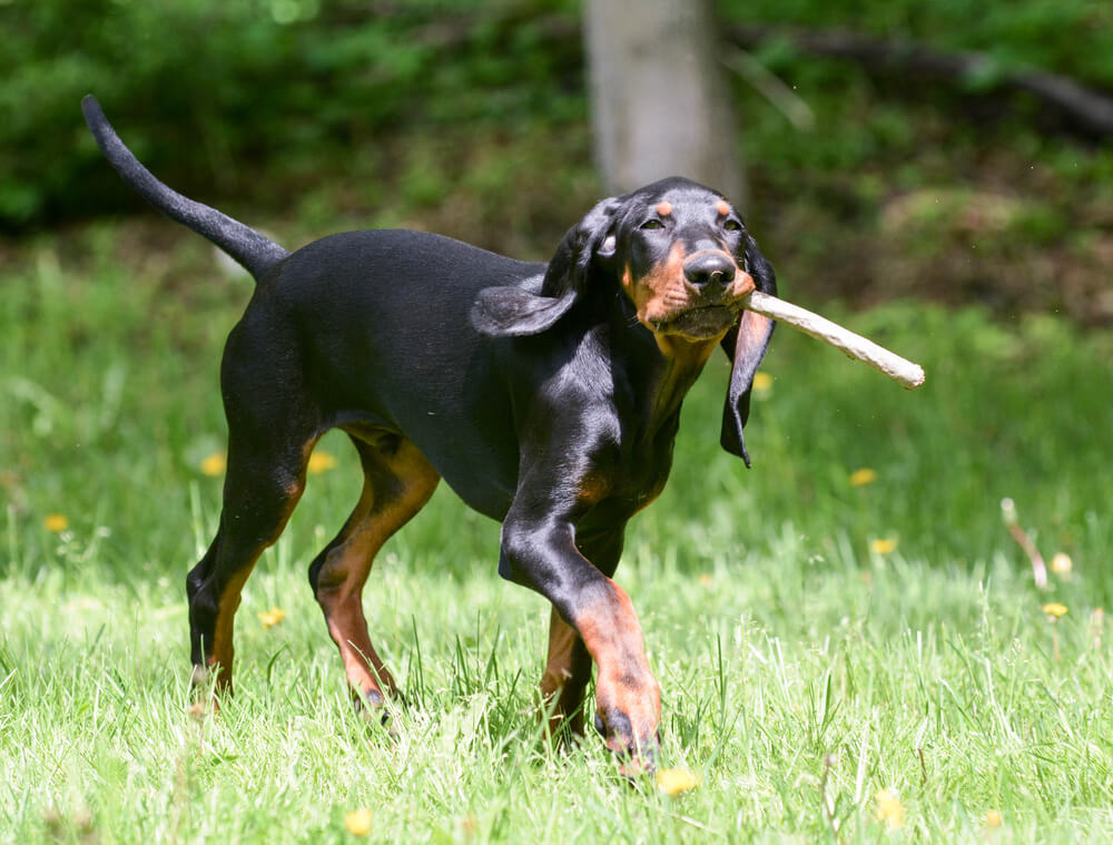 Black and Tan Coonhound avec un bâton dans la bouche