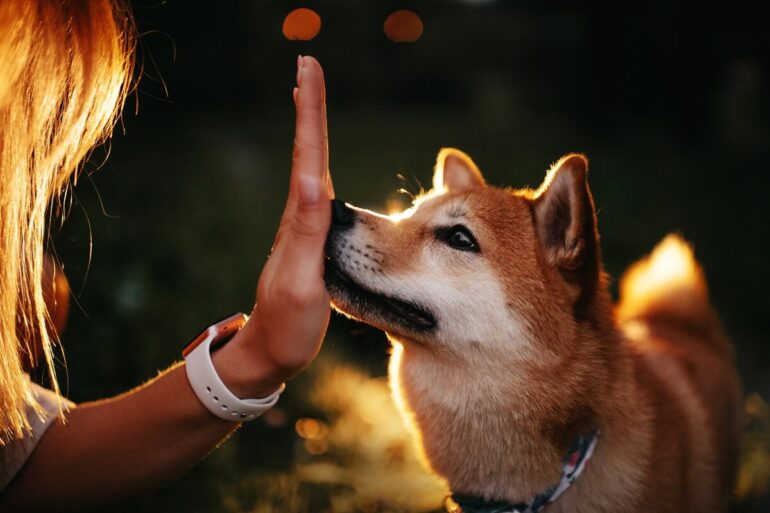 Illustration : En combien de temps un chien s'attache-t-il à son maître ?