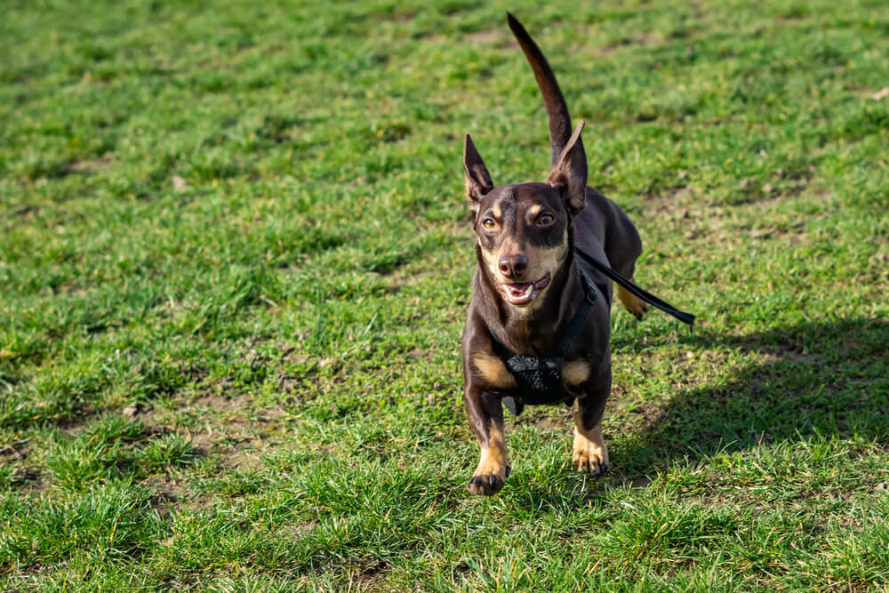 Lancashire Heeler qui court