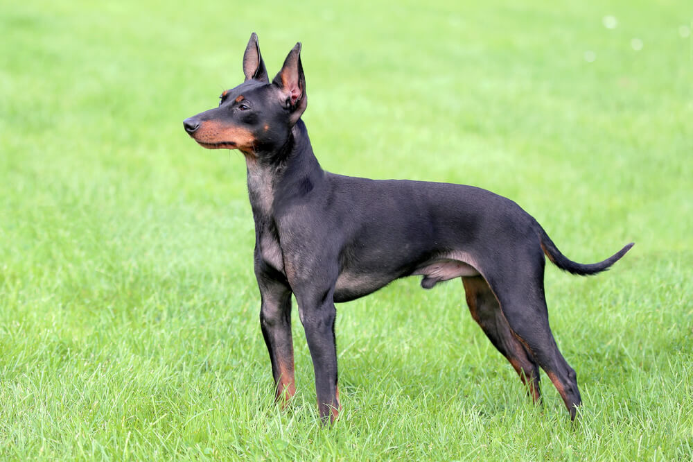 Terrier d'agrément anglais noir et feu (ou English Toy Terrier) de profil dans l'herbe