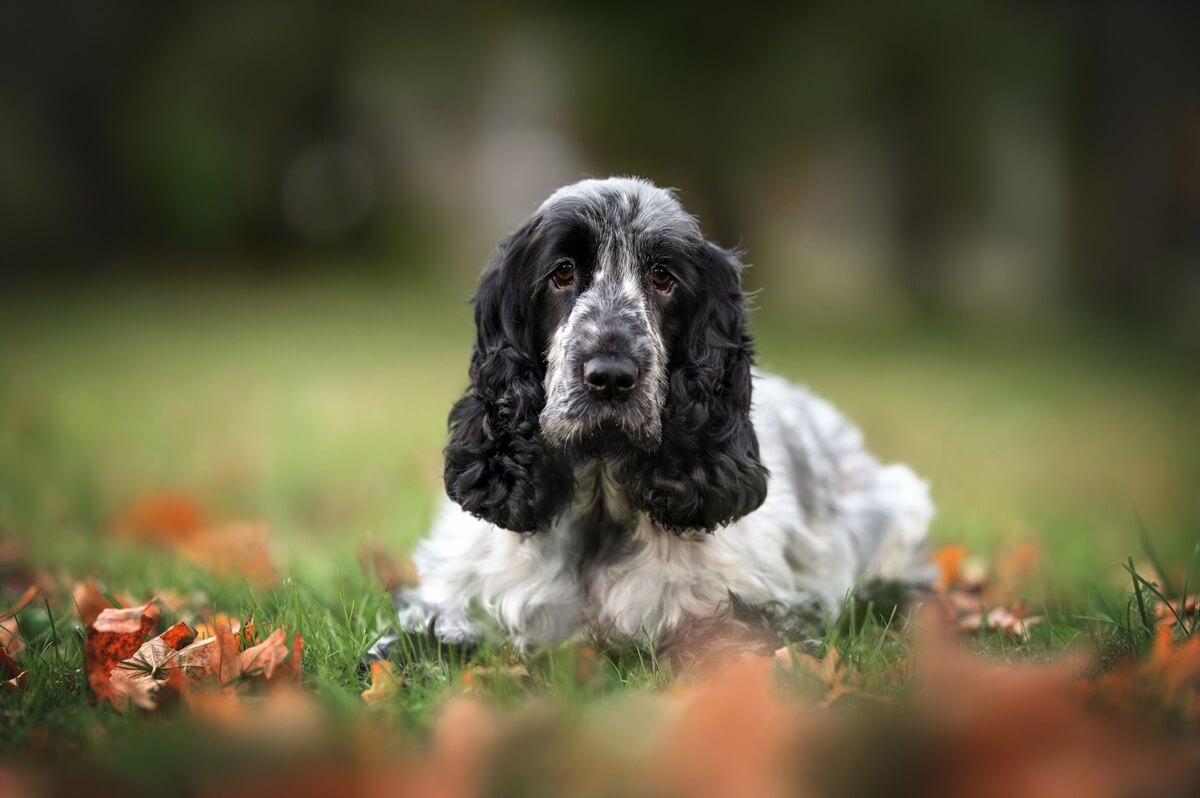 Illustration chien longue oreille top 20