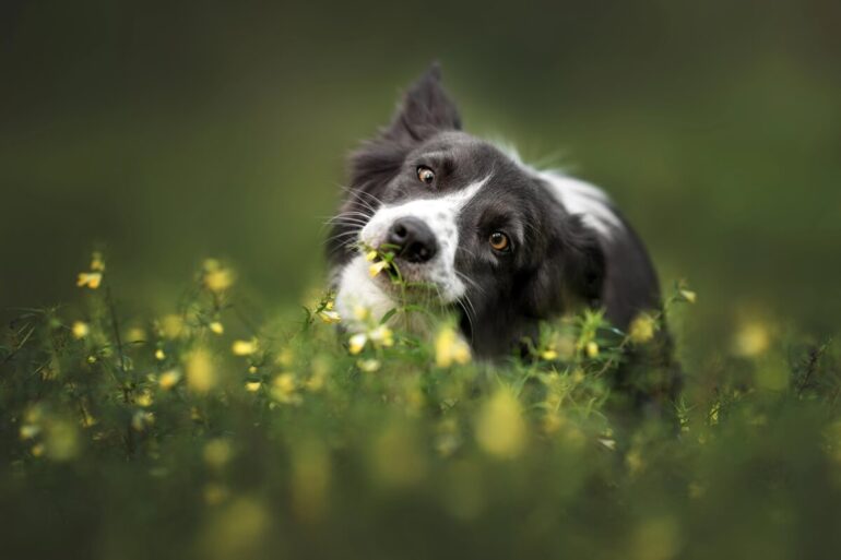 chien mange herbe raisons