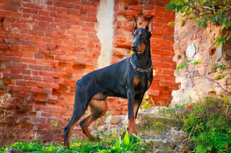 chien noir et feu top 13 des races